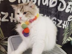 -平行世界·猫咖(首经贸店)