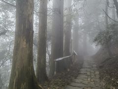 -天目山大树王景区