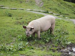 -硗碛藏寨·神木垒景区