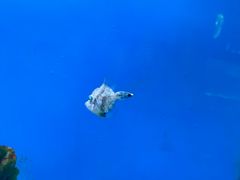 -海合安武汉极地海洋公园
