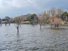 -洱海月湿地公园