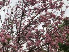 -天适樱花悠乐园