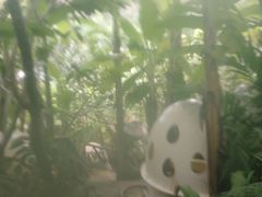 -100蛋泥浆浴