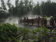 -微山湖红荷湿地景区