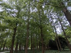 -新虹桥中心花园