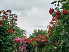 -上海辰山植物园