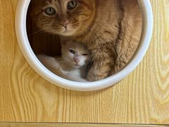 -平行世界·猫咖(首经贸店)