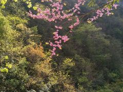 -木兰云雾山