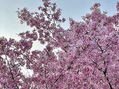 进门那一棵最茂盛的樱花树-顾村公园