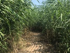 -白洋淀景区