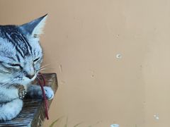 -猫岛主趣味餐厅(鼓浪屿店)
