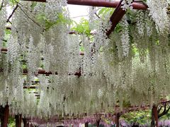 -嘉定紫藤园