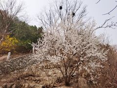 -北京凤凰岭