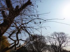 -上海共青森林公园