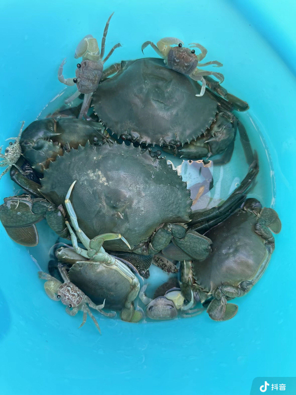 长安滨海湾抓青蟹啦