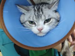-瑞派天宁宠物医院·猫科·异宠中心