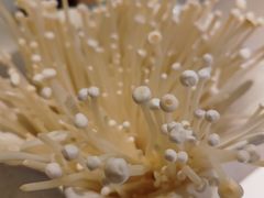 -半天妖烤鱼(东方新天地店)