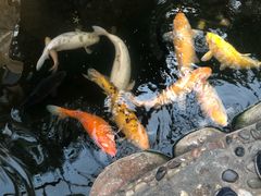 -上海大自然野生昆虫馆(东方明珠·爬宠昆虫探索中心)
