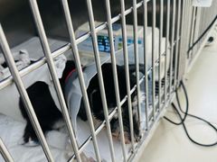 -宠福鑫康馨动物医院·骨科·眼科