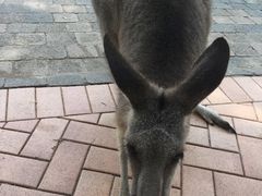 -可伦宾野生动物保护区