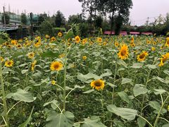 -洪湖家庭农场·团建·露营·会议