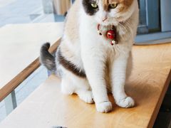 -CENCHI 汵奇咖啡(东四店)