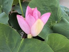 -莲花池公园