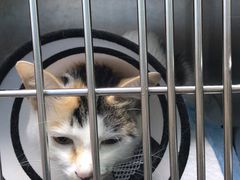 猫笼子-安安宠医·臻爱宠物医院·宠保定点(营门口路分院)