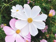 -花开海上生态园
