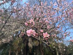 -苏州上方山国家森林公园