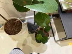 -一尺花园(安和花园店)