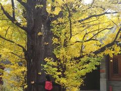 -阳台山自然风景区