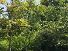 -武汉大学-樱园