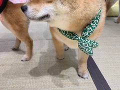 -逗柴咖啡屋·狗咖猫咖宠物桌游