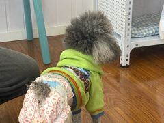 -汪说·狗咖·拼豆·宠物周边DIY(旺城大厦店)