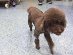 -顺强宠物诊所·狂犬免疫·夜诊·骨科(嘉定店)