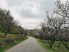-苏州上方山国家森林公园