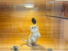 -猫十亿·布偶金渐层·曼基康矮脚猫舍(青年路店)