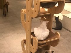 -飞行喵MR PILOT|猫舍·猫咖(静安大融城店)