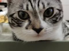 -宠颐生宠物医院·心肾内科·猫专科诊疗中心宠巢店
