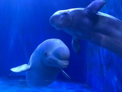 -多彩贵州城极地海洋世界