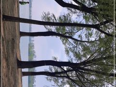 -丁香湖公园
