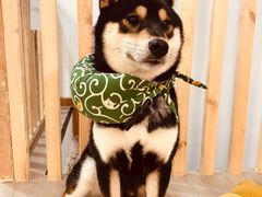 -柴迷FANS CLUB·柴犬狗咖·猫咖
