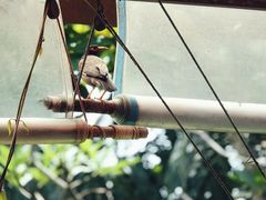 -卷心菜和避孕套餐厅(Pattaya)