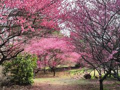 -南京市江宁方山