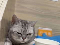 -纳吉亚猫专科动物医院(康都外科中心)