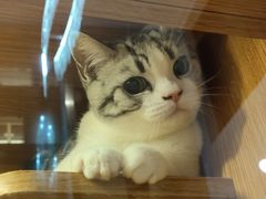 -Pets First伊珊娜洗护·精致美容·家庭式寄养(新会路店)