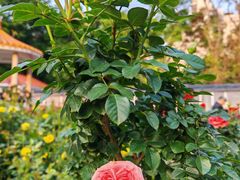 -人民公园(罗湖区)