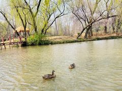 -洛阳市隋唐城遗址植物园