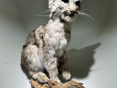 -陕西自然博物馆